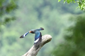 Fri, 6/25/2021 Birding report at 天龍村