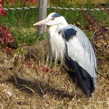 Grey Heron さいたま市 Sat, 3/25/2017