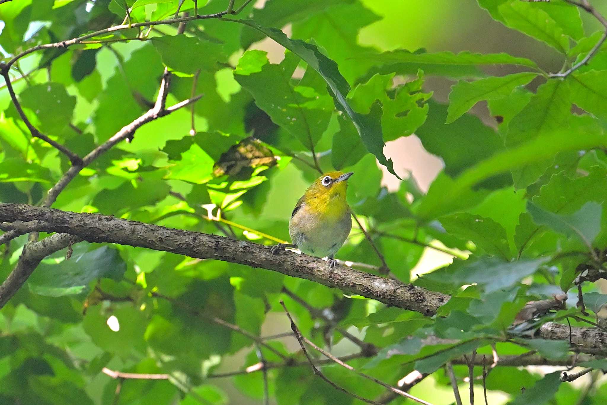 印旛沼 メジロの写真 by birds@hide3