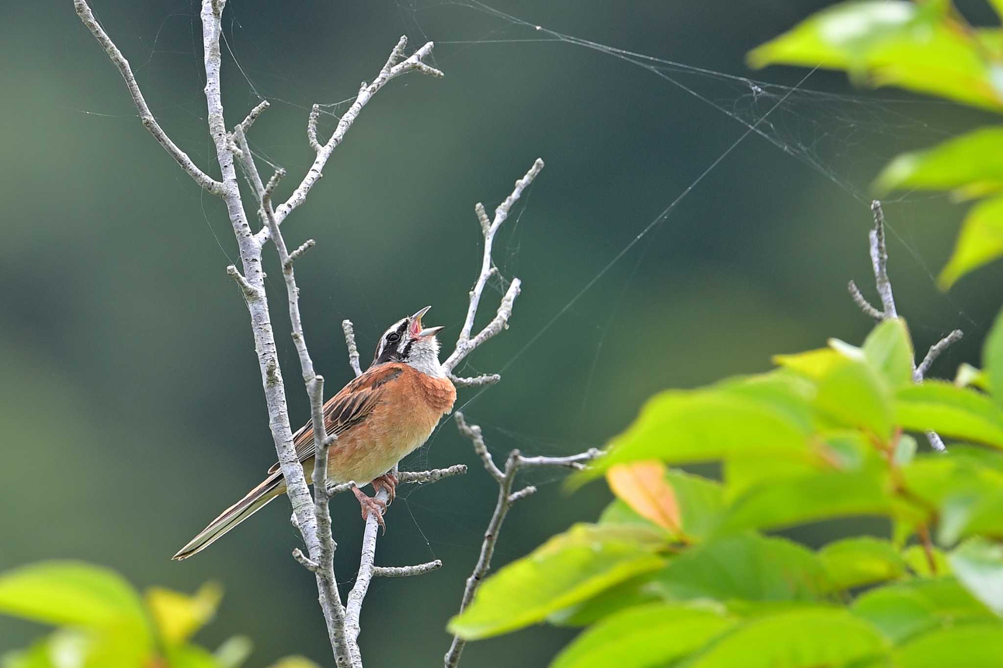 印旛沼 ホオジロの写真 by birds@hide3