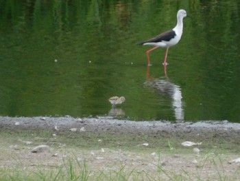 セイタカシギ 東京港野鳥公園 2021年6月26日(土)