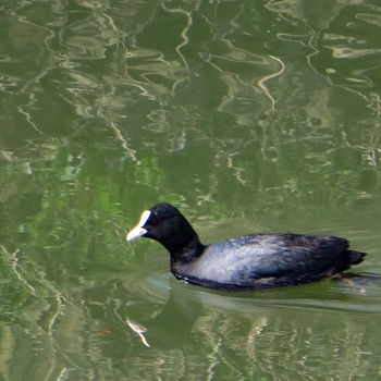 Sat, 3/25/2017 Birding report at 芝川第一調節池(芝川貯水池)