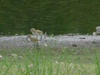 セイタカシギ 東京港野鳥公園 2021年6月26日(土)