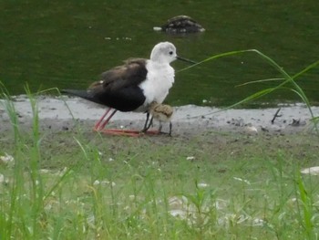 セイタカシギ 東京港野鳥公園 2021年6月26日(土)