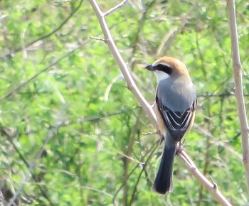 Bull-headed Shrike 芝川第一調節池(芝川貯水池) Sat, 3/25/2017