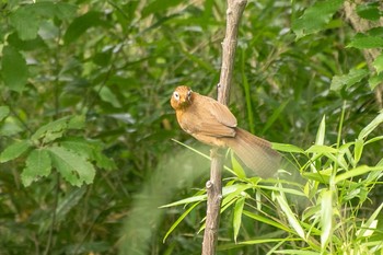 ガビチョウ 横浜自然観察の森 2021年5月29日(土)