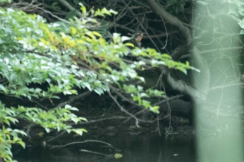 カワセミ 横浜自然観察の森 2021年5月29日(土)