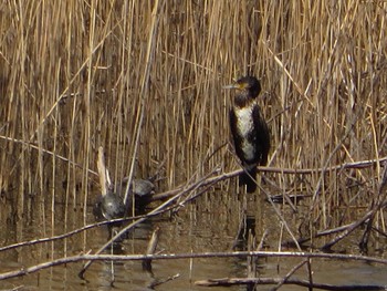 Great Cormorant Unknown Spots Sat, 3/25/2017