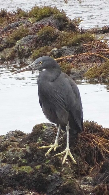 Sun, 6/27/2021 Birding report at 城ヶ島公園