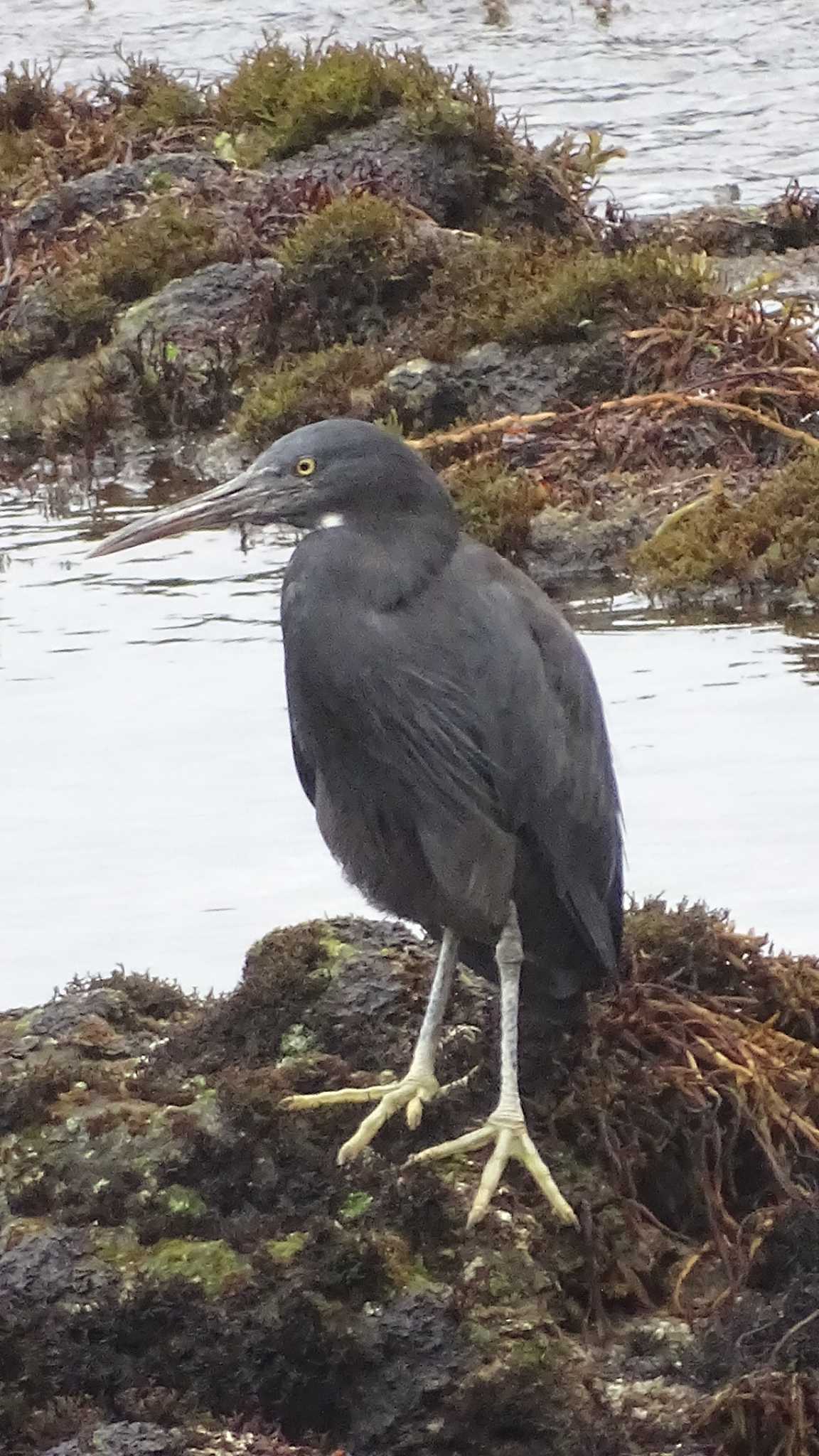 Pacific Reef Heron