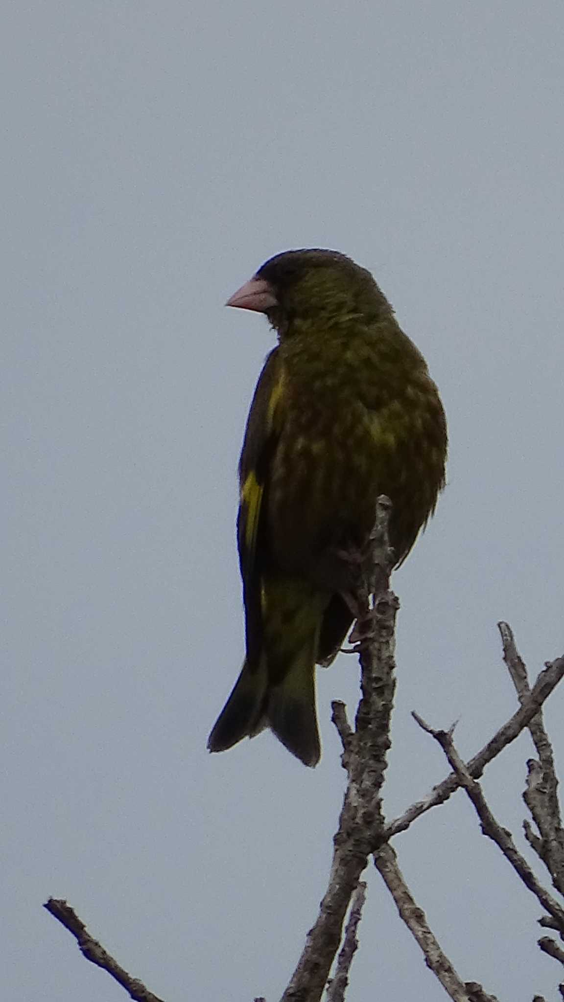 Grey-capped Greenfinch