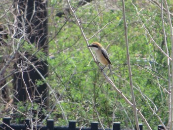 Bull-headed Shrike Unknown Spots Sat, 3/25/2017