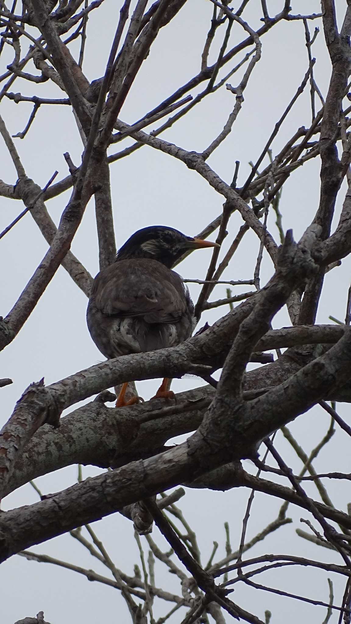 White-cheeked Starling