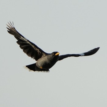 2021年6月26日(土) Pasir Ris Park (Singapore)の野鳥観察記録