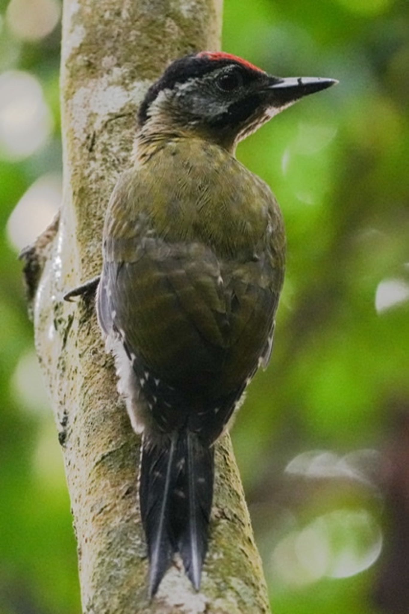 Laced Woodpecker