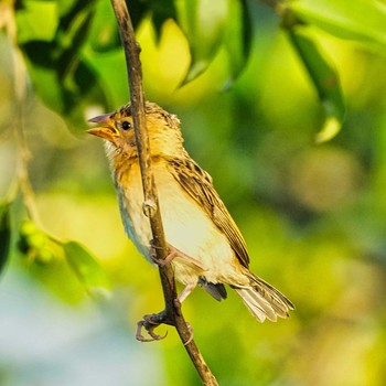 Asian Golden Weaver Bang Phra Non-Hunting area Sun, 6/27/2021