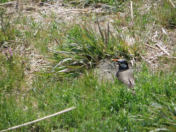 White-cheeked Starling 芝川第一調節池(芝川貯水池) Sat, 3/25/2017