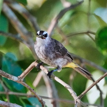 Yellow-vented Bulbul Bang Phra Non-Hunting area Sun, 6/27/2021