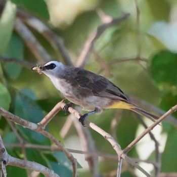 Yellow-vented Bulbul Bang Phra Non-Hunting area Sun, 6/27/2021