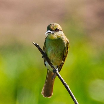 Asian Green Bee-eater Bang Phra Non-Hunting area Sun, 6/27/2021