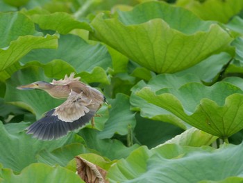 Sun, 6/27/2021 Birding report at 明石市