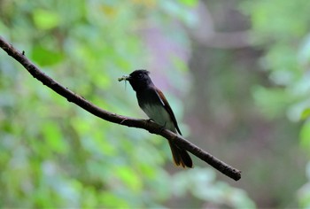 サンコウチョウ 八王子城址 2021年6月21日(月)