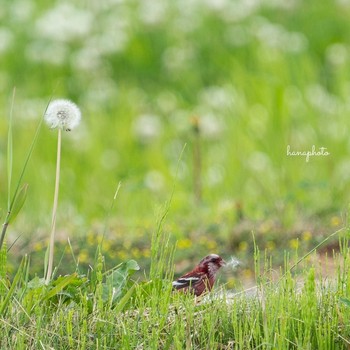 ベニマシコ 北海道 2021年6月25日(金)