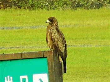 2021年6月26日(土) 富士山周辺の野鳥観察記録