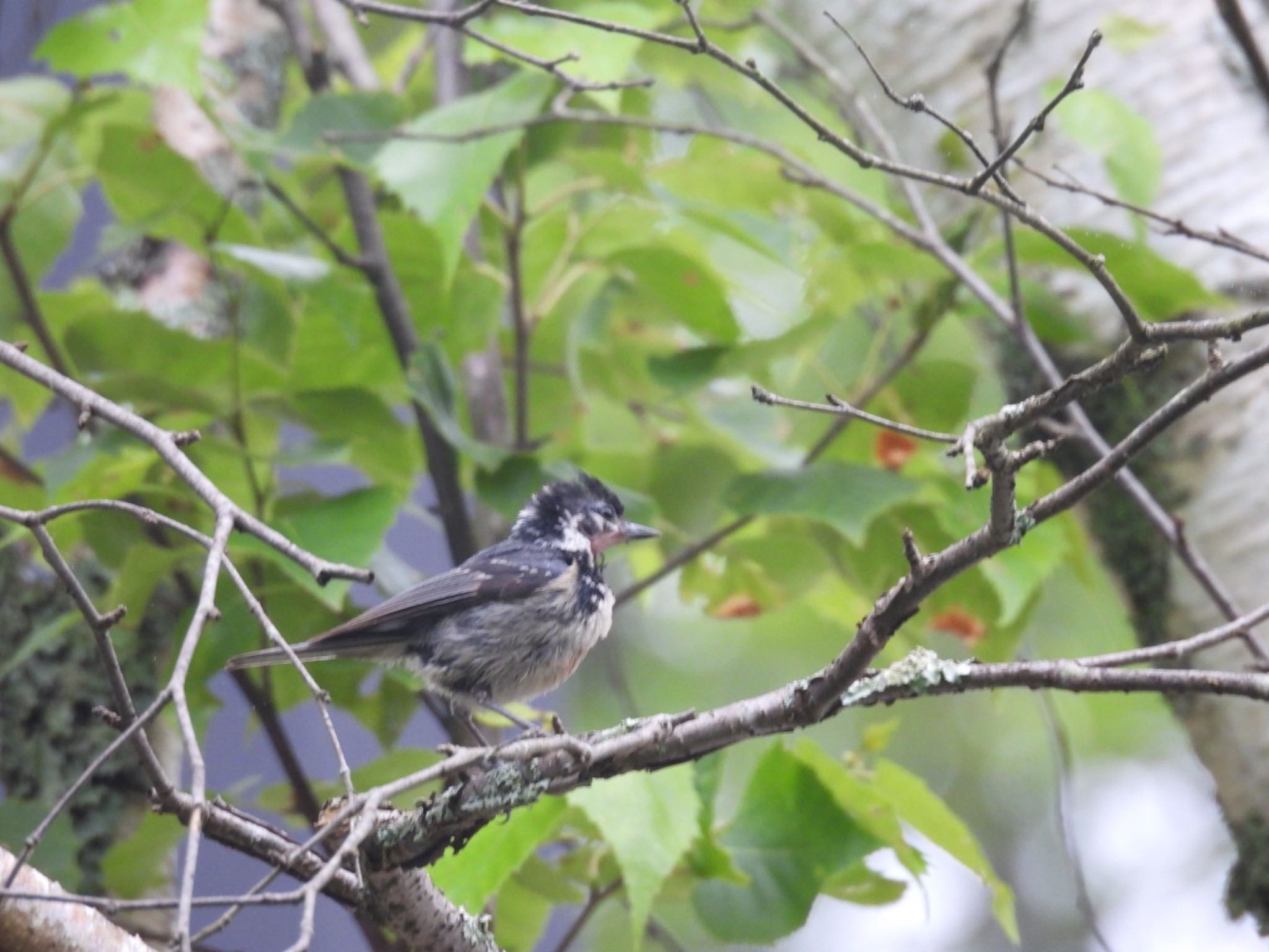 Coal Tit