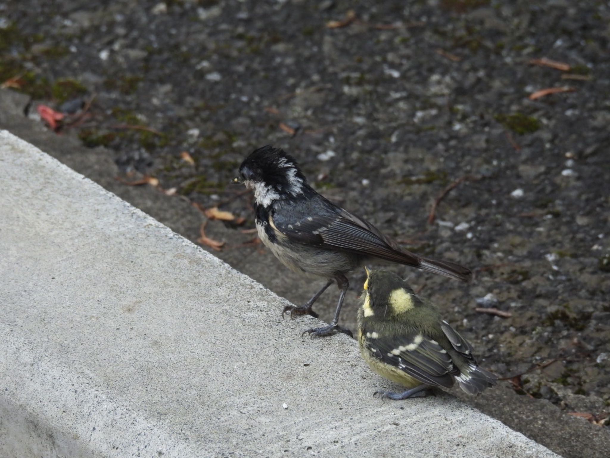 Coal Tit