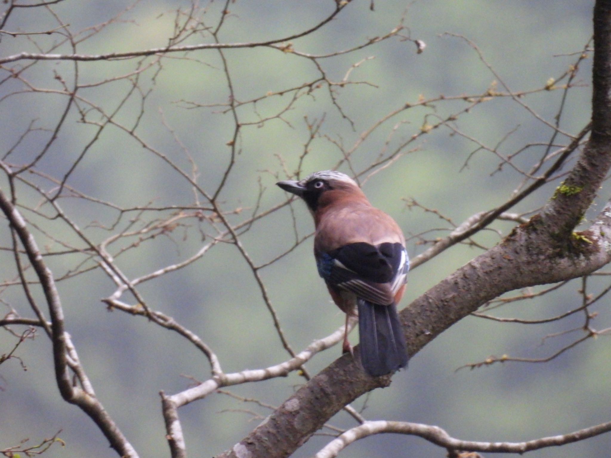 Eurasian Jay