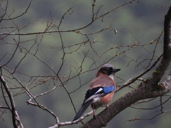 2021年6月27日(日) 檜原都民の森の野鳥観察記録