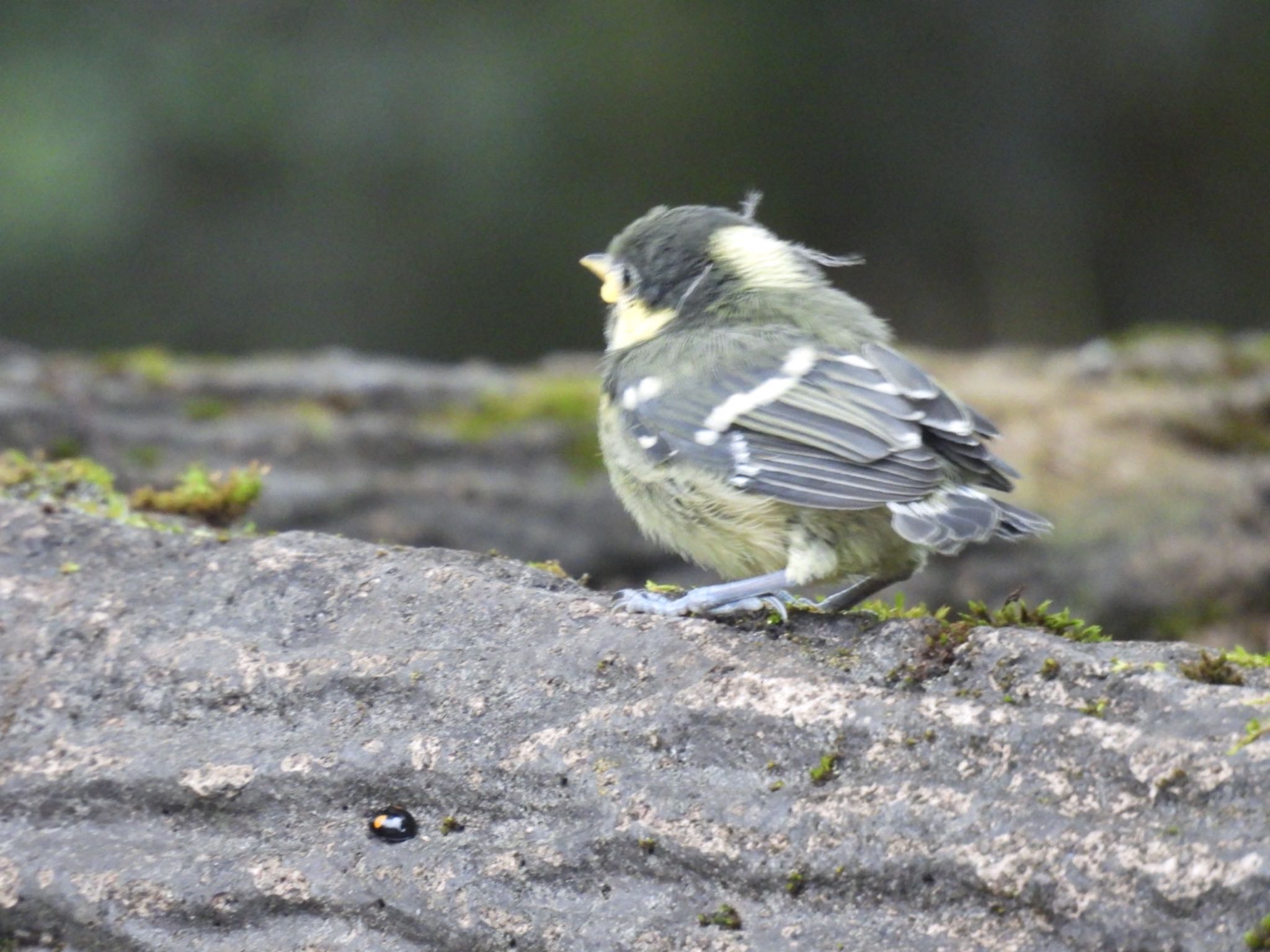 Coal Tit