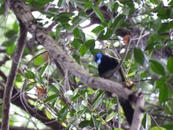 2021年6月27日(日) 八王子城跡の野鳥観察記録