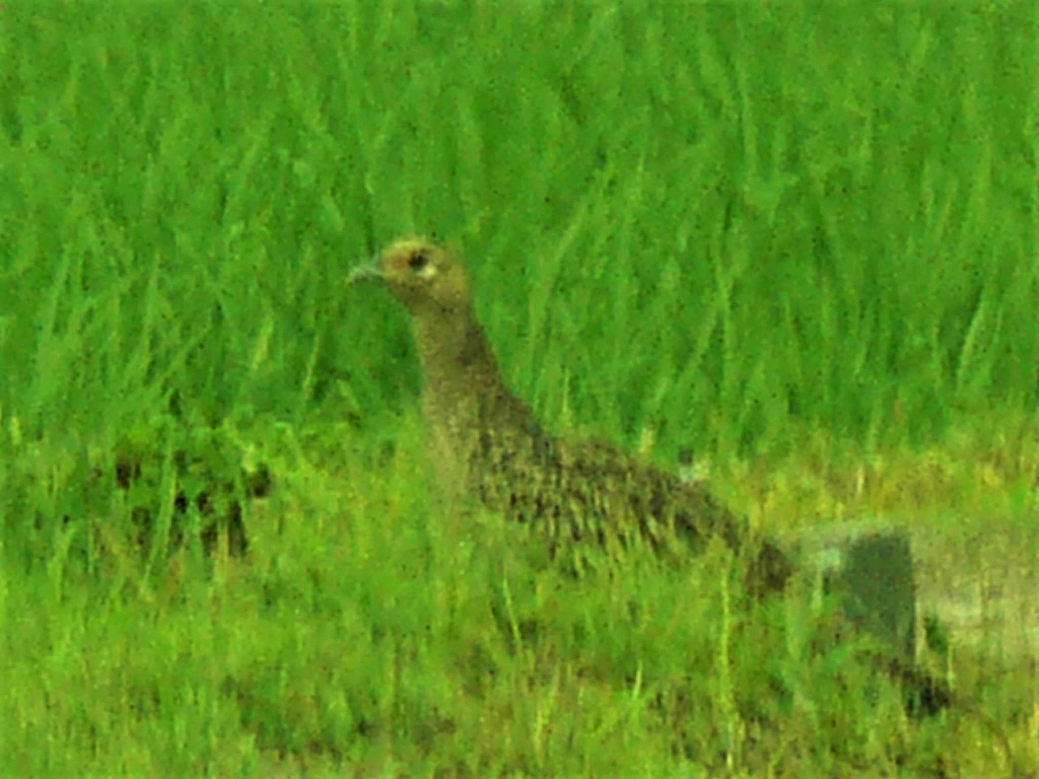 浮島が原 キジの写真 by koshi