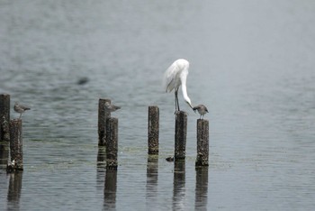 ダイサギ 新潟県下越地方 2021年5月24日(月)