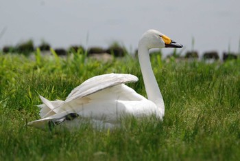 オオハクチョウ 新潟県下越地方 2021年5月24日(月)