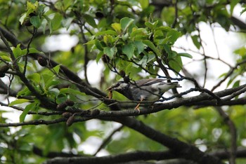 ムクドリ 新潟県下越地方 2021年5月24日(月)