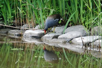 バン 新潟県下越地方 2021年5月24日(月)