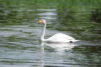 オオハクチョウ 新潟県下越地方 2021年5月24日(月)