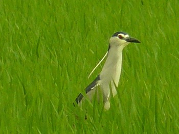 2021年6月26日(土) 浮島が原の野鳥観察記録