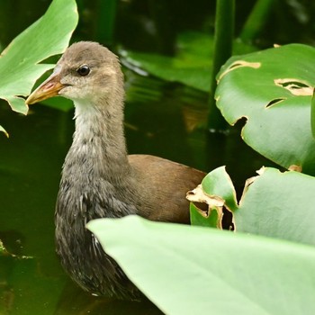 Common Moorhen 菊名池公園(神奈川県横浜市) Sun, 6/27/2021