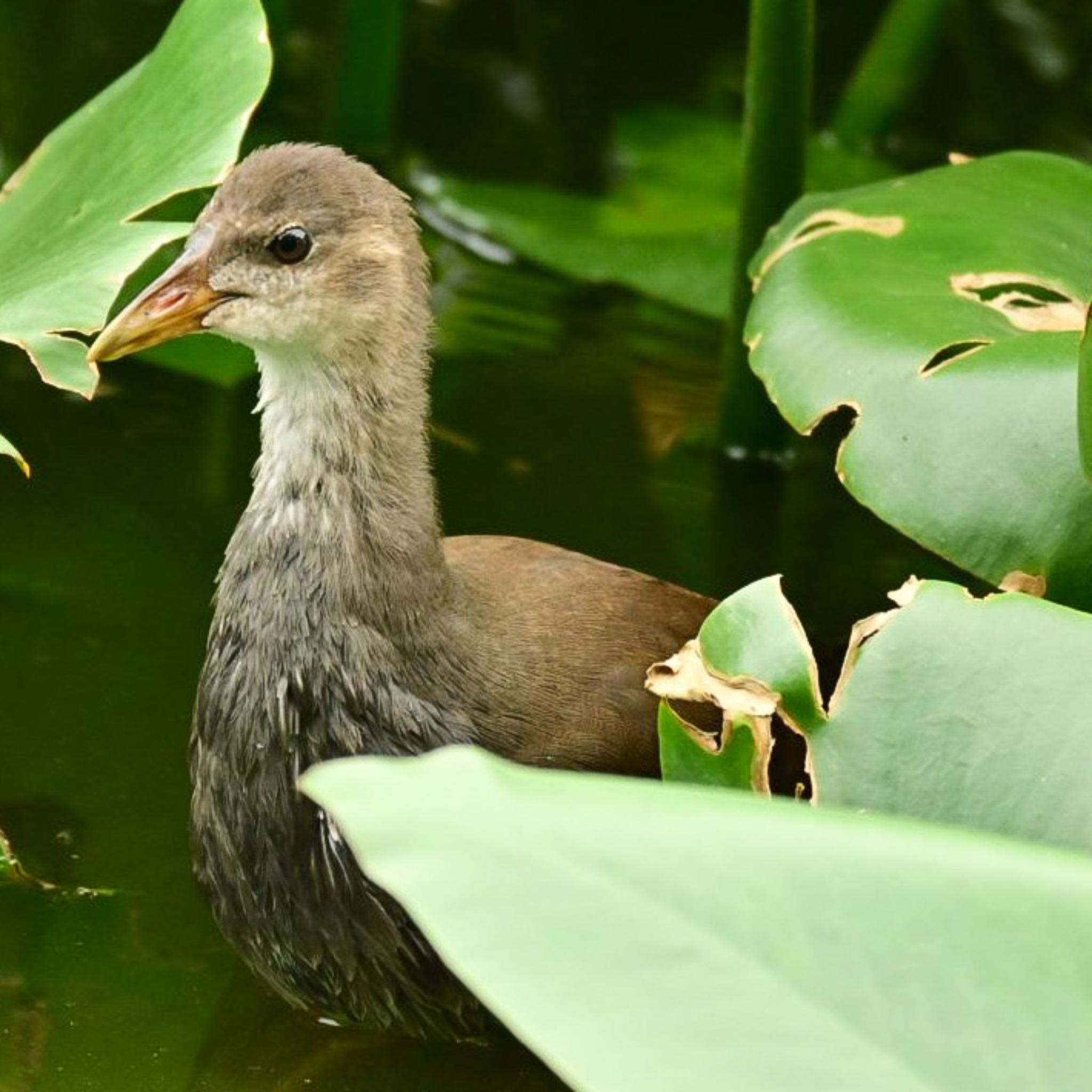 Common Moorhen