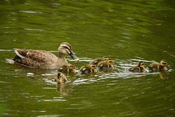 Eastern Spot-billed Duck 菊名池公園(神奈川県横浜市) Sun, 6/27/2021