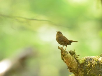 2021年5月30日(日) 富士山自然休養林（高鉢駐車場~ガラン沢）の野鳥観察記録