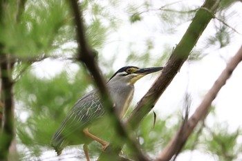 ササゴイ 元浜緑地（兵庫県尼崎市） 2021年6月26日(土)