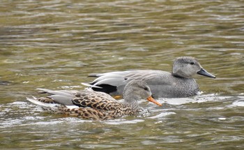 オカヨシガモ 兵庫県宝塚市 2017年3月25日(土)