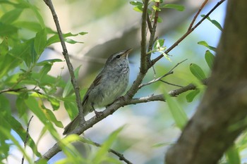 Sun, 6/27/2021 Birding report at 北海道　函館市　古川町