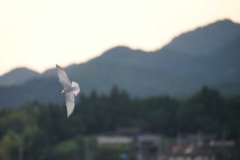 Sun, 6/27/2021 Birding report at 潟ノ内(島根県松江市)