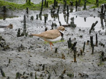 コチドリ 東京港野鳥公園 2021年6月26日(土)